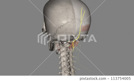 The greater occipital nerve is a nerve of the head 113754005