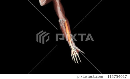 The dorsal interossei muscles are short bipennate intrinsic muscles of the hand 113754017