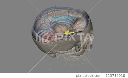 The olfactory nerve is the first cranial nerve and is instrumental in our sense of smell 113754018