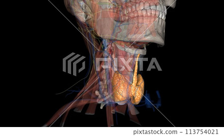 The thyroid is a small, butterfly-shaped gland located at the base of the neck, just below the Adams apple 113754021