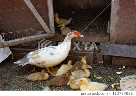 A mother duck with her children ducklings in the farmer's yard, poultry farming A mother duck with her children ducklings in the farmer's yard, poultry farming 113754086