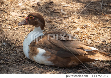 a brown domestic duck rests in the farm yard, poultry farming 113754087