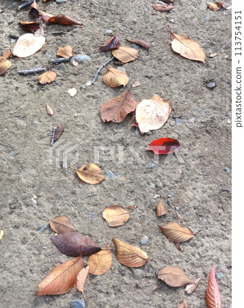 Dead leaves that fell to the ground 113754151