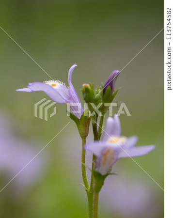 田野裡可愛的鳳頭蝦虎魚 113754582