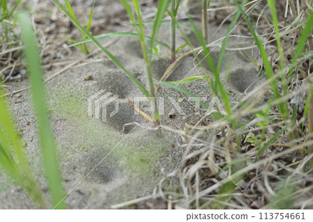 Aristotle's nest 113754661