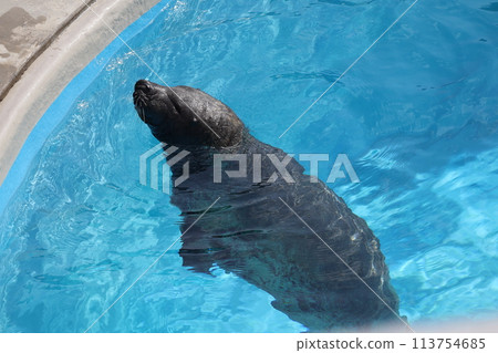 海獅從水族館泳池探出頭來的場景 海獅從水族館泳池探出頭來的場景 113754685
