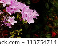 Pink azaleas that stand out against a black background 113754714