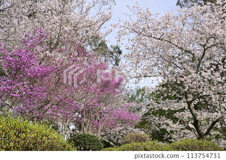 Cherry blossoms and three-pronged azalea 113754731