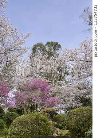 Cherry blossoms and three-pronged azalea 113754732