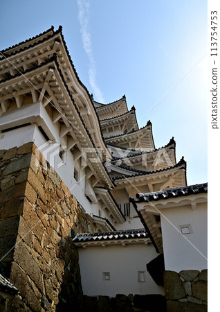 Himeji Castle and Sakura 113754753