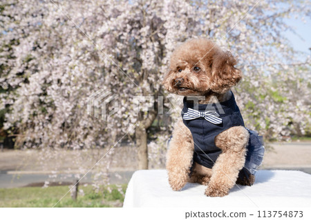 Weeping cherry tree and toy poodle 113754873