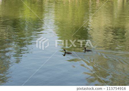 Great chested grebe family in pond in summer Great chested grebe family in pond in summer 113754916