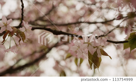 Photo of cherry blossom in spring closeup shot 113754999