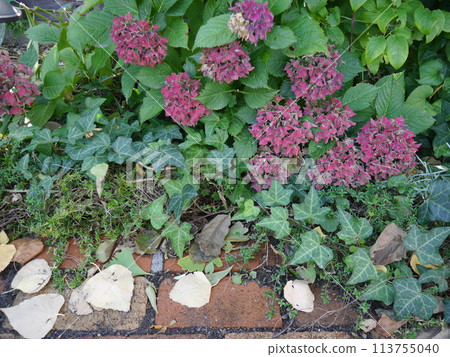 Faded autumn hydrangea 113755040
