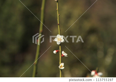 豐岡梅園的梅子 113755197