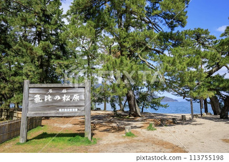 Kehi Pine Grove on a clear day in Tsuruga City 113755198