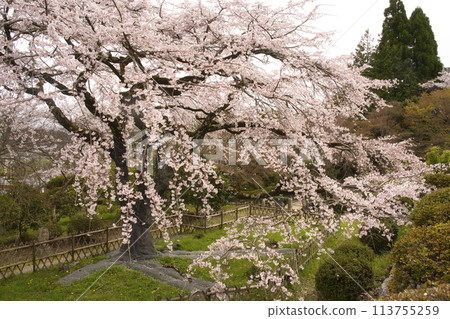 Edohigan weeping cherry tree at Kuhonji Temple Edohigan weeping cherry tree at Kuhonji Temple 113755259