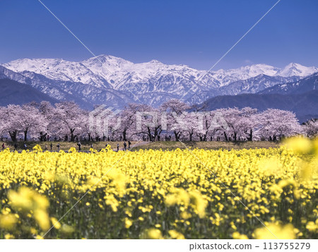 春天四重奏——藍天、阿爾卑斯山、櫻花、油菜花 春天四重奏——藍天、阿爾卑斯山、櫻花、油菜花 113755279