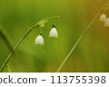  White flower 113755398