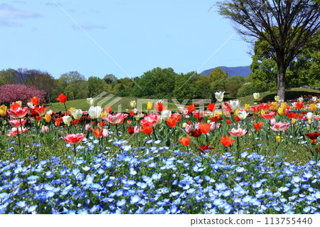 [Kagawa Prefecture] Spring National Sanuki Manno Park (tulip field) 113755440