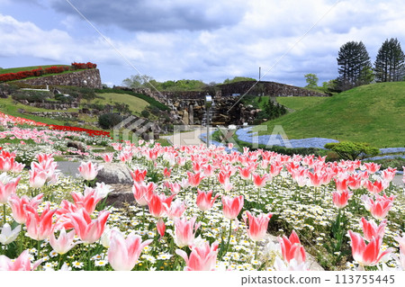 [Kagawa Prefecture] Autumn at Sanuki Manno National Park (Shoryu Falls and tulip fields) 113755445