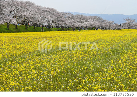 奈良縣橛原市藤原宮遺址春天的油菜花園 113755550