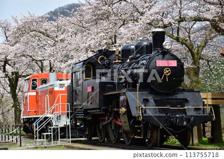 Wakasa Railway's C12 steam locomotive and DD16 diesel locomotive with cherry blossoms in the background 113755718