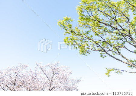 Sakura in spring  113755733