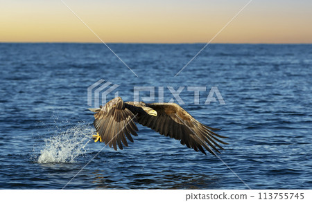 White-tailed sea Eagle (Haliaeetus albicilla), catching a fish at sunset, Norway White-tailed sea Eagle (Haliaeetus albicilla), catching a fish at sunset, Norway 113755745