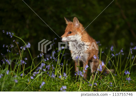Portrait of a red fox amongst bluebells in spring Portrait of a red fox amongst bluebells in spring 113755746