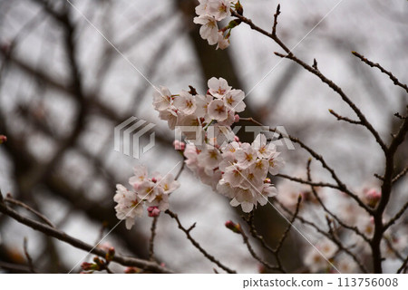 Cherry blossoms in Iwamotoyama Park 113756008