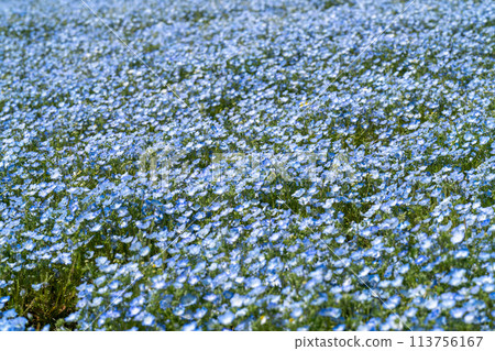 Nemophila spreading all over 113756167