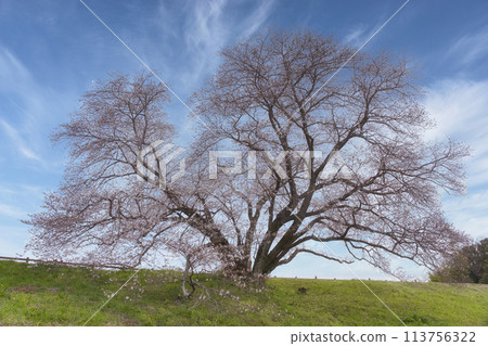 One cherry tree of Izaka Pond 113756322