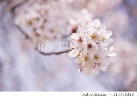 One cherry tree of Izaka Pond One cherry tree of Izaka Pond 113756328