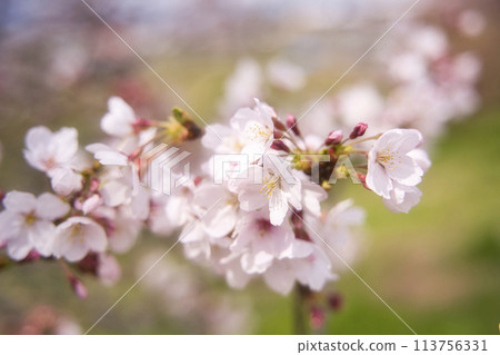 Izaka池塘一棵櫻桃樹 113756331