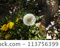 春天的蒲公英在樹蔭下綻放 113756399