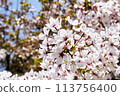 盛開的櫻花在藍天中閃耀 113756400