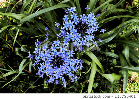 藍色百子蓮 113756401