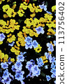 藍色三色堇和黃色三色堇 113756402