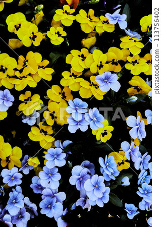 藍色三色堇和黃色三色堇 113756402