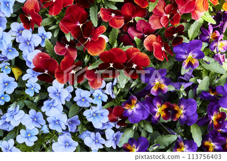 明亮的水彩紫羅蘭 113756403