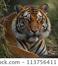 Tiger image 2 113756411