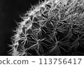 仙人掌的單色微距攝影 113756417
