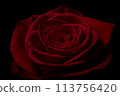 紅玫瑰 113756420