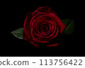 一朵紅玫瑰 113756422