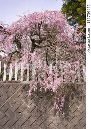 Weeping cherry blossoms at Okahachiman Shrine 113756451