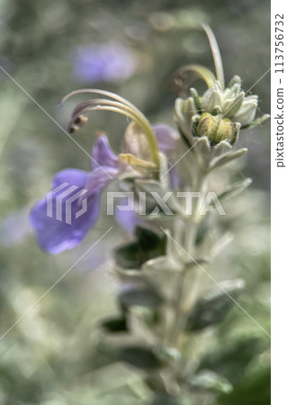 The Magic of Spring. The Awakening of Nature and the Macro View of Wild Flowers. Fascinating Details of the Natural Revival of Spring. Awakening of Nature with Macro Photography of Wild Flowers. 113756732