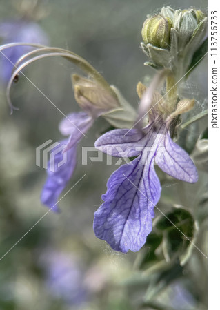 The Magic of Spring. The Awakening of Nature and the Macro View of Wild Flowers. Fascinating Details of the Natural Revival of Spring. Awakening of Nature with Macro Photography of Wild Flowers. 113756733