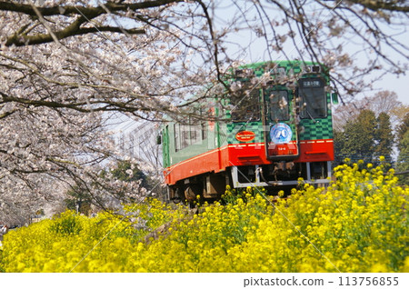 Spring scenery along the railway line with cherry blossoms and rape blossoms 113756855