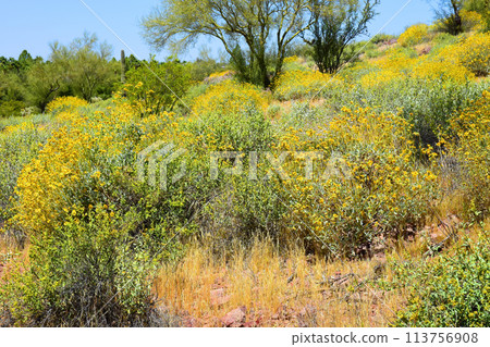 Central Sonora Desert Arizona Wildflowers, Brittlebush and Texas Bluebonnets 113756908